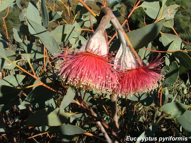 Eucalyptus pyriformis